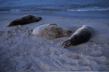 seal © Tadeusz Ibrom