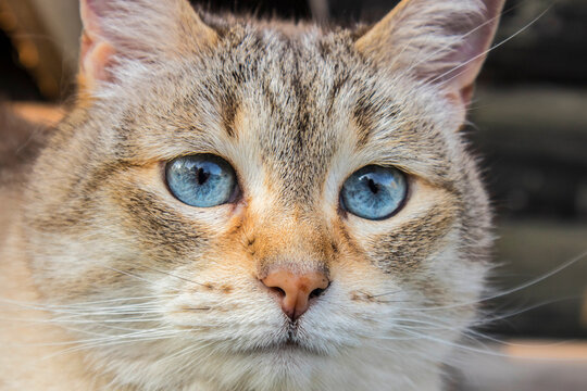 Close up view of adult domestic cat with blue eyes.