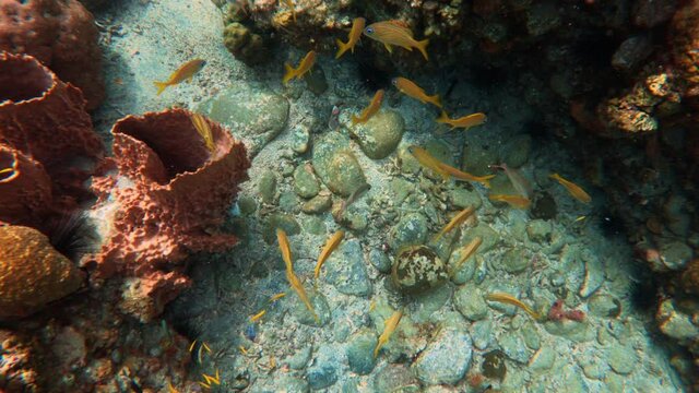 coral reef with fishes Martinique anse dufour underwater shot 