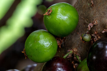 Jabuticaba season. The fruit of the jaboticaba growing on the tree trunk. Jabuticaba is the native Brazilian grape tree. Species Plinia cauliflora. The young fruit is green. Exotic.