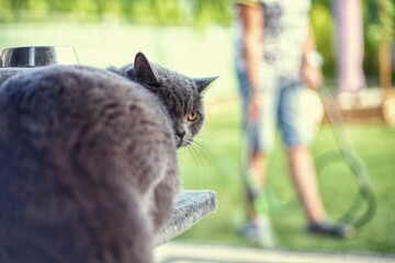 kotek © Bartosz