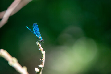 Dragonfly