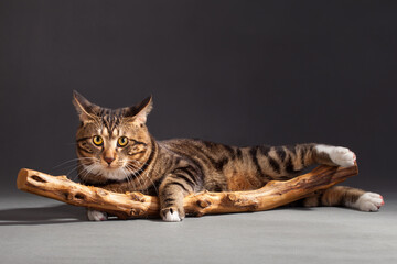 Surprised cat starts to hug branch like its own tail