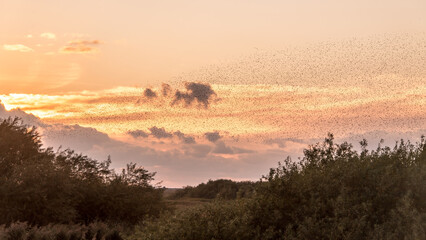 Millionen Stare treffen sich in Norddeutschland