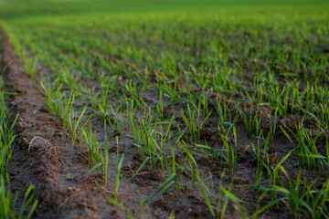 Close up young green wheat seedlings growing in a soil on a field in a sunset. Close up on sprouting rye agriculture on a field in sunset. Sprouts of rye. Wheat grows in chernozem planted in autumn.