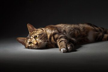 Obraz premium Kurilian bobtail cat laying wallowing