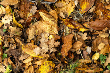 Brown Autumn leaves on the ground