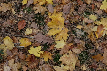 Maple leaves lie in the grass in autumn