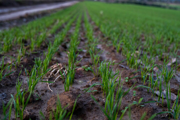 Close up young wheat seedlings growing in a field. Green wheat growing in soil. Close up on sprouting rye agriculture on a field in sunset. Sprouts of rye. Wheat grows in chernozem planted in autumn.