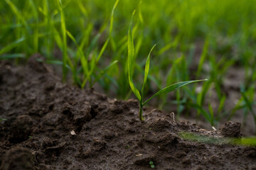 Close up young green wheat seedlings growing in a soil on a field in a sunset. Close up on sprouting rye agriculture on a field in sunset. Sprouts of rye. Wheat grows in chernozem planted in autumn.