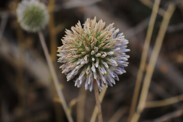 
Wildflower in green and blue for leek-like seeds