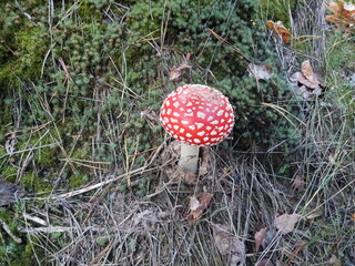 Nature. Mushrooms