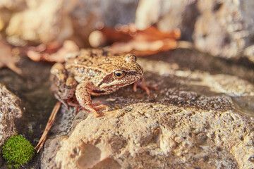 Fototapeta premium A frog, Slightly blurred in the sunlight, sits on light-colored rocks.