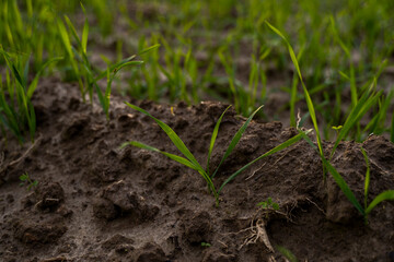 Close up young green wheat seedlings growing in a soil on a field in a sunset. Close up on sprouting rye agriculture on a field in sunset. Sprouts of rye. Wheat grows in chernozem planted in autumn.