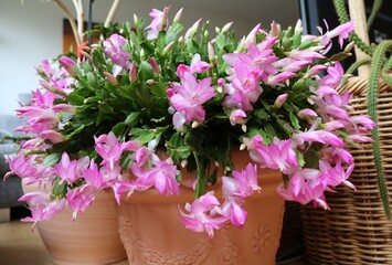 Pink buds and flowers of Cactus Schlumbergera truncata