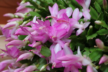 Close up of Cactus Schlumbergera truncata