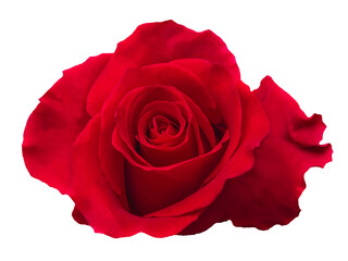 Single red rose head isolated on white background. Top view