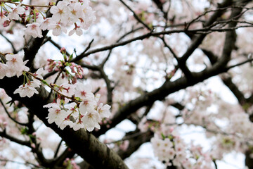 Close up photo of cherry blossoms in full bloom