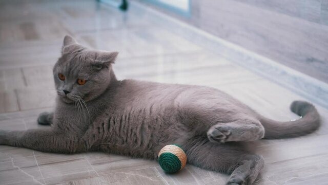 Beautiful Gray British Cat Plays with a Ball on Floor. Playful, Active Pet