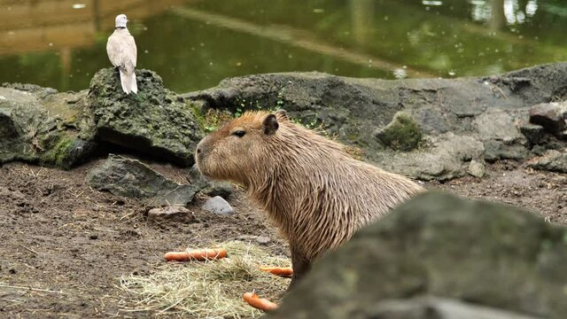 Capybara Hydrochoerus hydrochaeris captive Martinique zoo eating carrots 