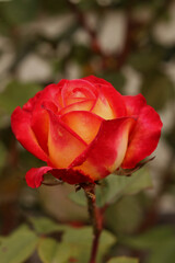 Blooming orange rose in sunlight growing in the garden