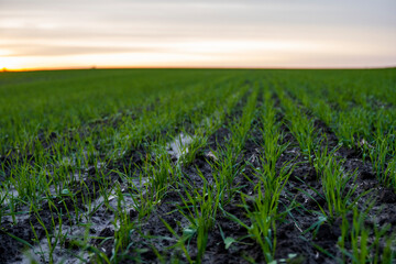 Close up young green wheat seedlings growing in a soil on a field in a sunset. Close up on sprouting rye agriculture on a field in sunset. Sprouts of rye. Wheat grows in chernozem planted in autumn.