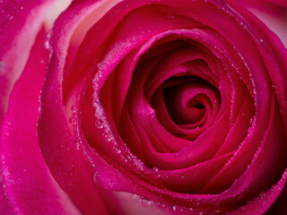 Fototapeta na wymiar drops on roses. Abstract flower with pink rose on black background - Valentines, Mothers day, anniversary, condolence card. Beautiful rose. close up roses . red kamala . panorama