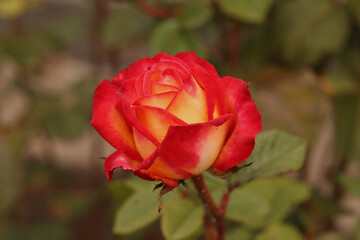 Blooming orange rose in sinlight growing in the garden