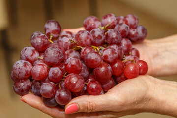 Bunch of grapes in the hands of a girl. Handpicked ripe grapes closeup. Fresh juicy berries. Healthy organic sweet fruit. Delicious autumn natural dessert. Vitamins diet for woman
