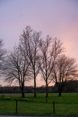 Group of trees in field near edge of Veluwe in Loenen, at sunset in The Netherlands