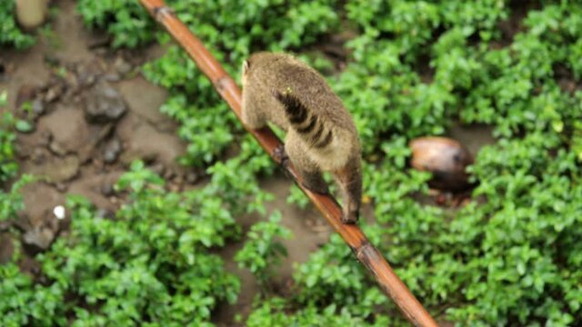 South American coati can-coon Nasua nasua walking on a bamboo branch Martinique zoo 