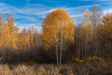 Fototapeta premium autumn in the forest
