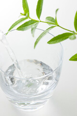 グラスに入った水と葉
