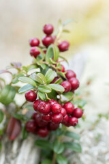 Healthy and fresh ripe lingonberry (Vaccinium vitis-idaea) on light background