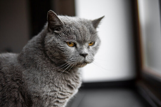 Gray chartreux cat with a yellow eyes sit in apartment and looking in a window.