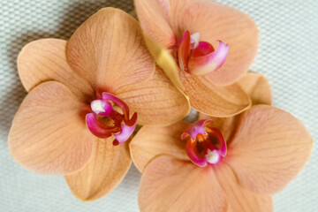 Three orange orchid flowers close-up on mint background
