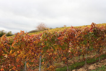 Fototapeta premium Weinlaub im Herbst. Weinberge. Weinstöcke.
