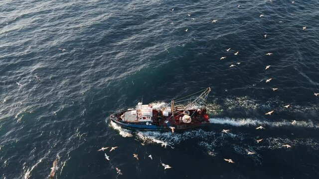 Fishing Boat with Large Catch Fish Swirling Flock Gulls Aerial View Drone. Small Ship Floats on Sea Surface Leaving a Path of Sea Foam Water. Seagulls Top View