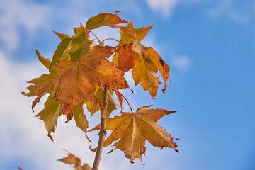 Fototapeta na wymiar A maple branch with bright autumn leaves against a blue cloudy sky.