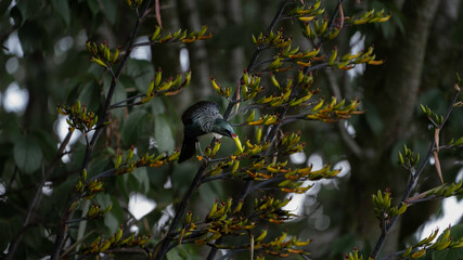 Obraz premium New Zealand Tui on a flax 
