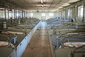 Fototapeta premium Pigs on a farm