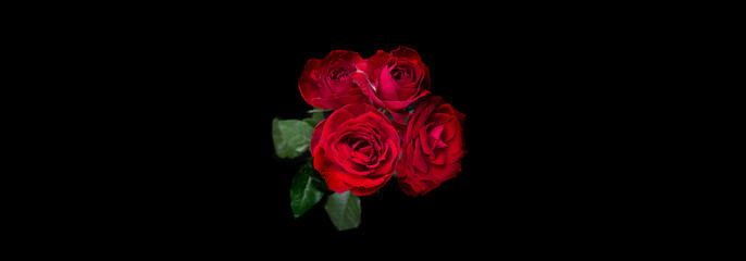 drops on roses. Abstract flower with pink , redrose on black background - Valentines, Mothers day, anniversary, condolence card. Beautiful rose. close up roses . red kamala . panorama