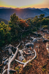 A tree with a mountain in the background