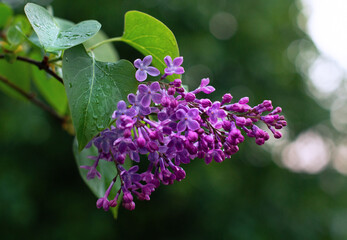 lilac after rain