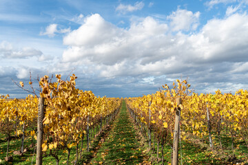 Herbst Farben in Weinbergen in Rheinhessen