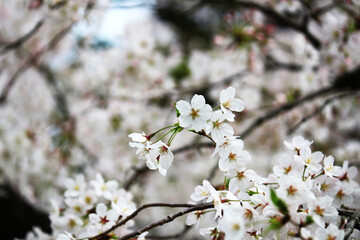 Close up photo of cherry blossoms in full bloom