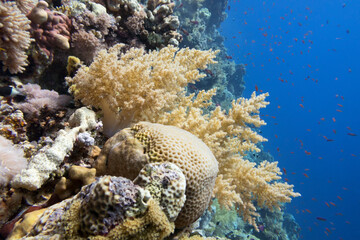 Colorful coral reef at the bottom of tropical sea, underwater landscape