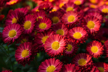 Fototapeta na wymiar Background of purple chrysanthemums with an orange core close-up view from above. Chrysanthemums bloom in the garden in autumn. Colorful autumn floral design. Autumn garden of pink chrysanthemums.