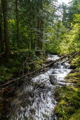 Fototapeta premium Pulaski Trail in Wallace, Idaho