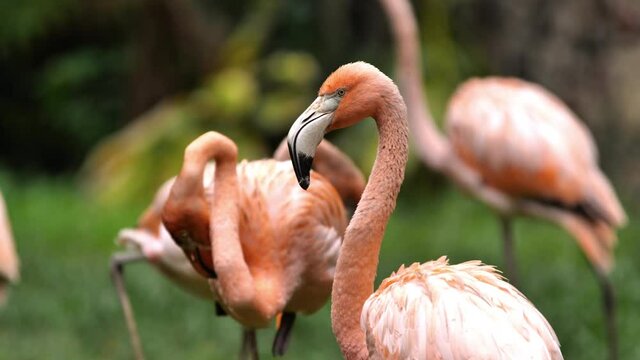 American flamingo Phoenicopterus ruber cleaning his plumage with his beak Martinique zoo beautiful bird